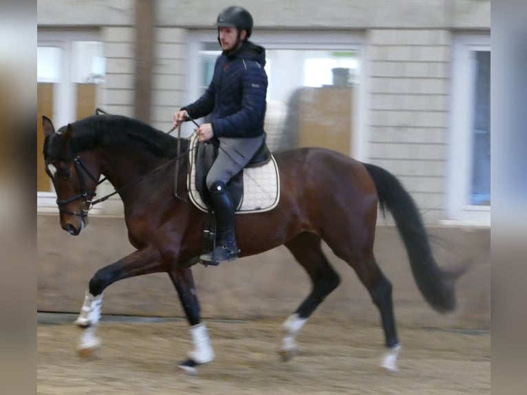 Hanovrien Hongre 3 Ans 170 cm Bai in Greifenstein