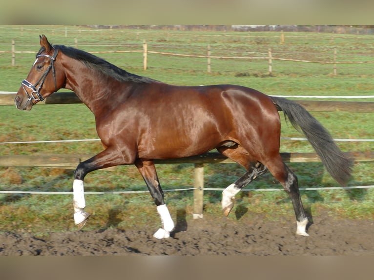 Hanovrien Hongre 3 Ans 170 cm Bai in Greifenstein