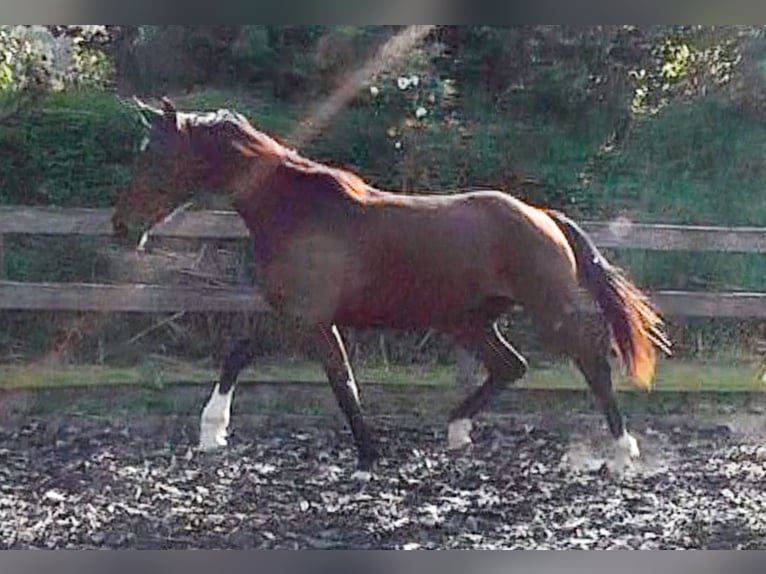 Hanovrien Hongre 3 Ans 170 cm Bai in Neu-Eichenberg