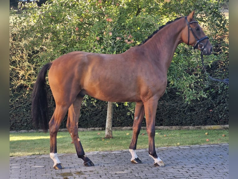 Hanovrien Hongre 3 Ans 170 cm Bai in Ostercappeln