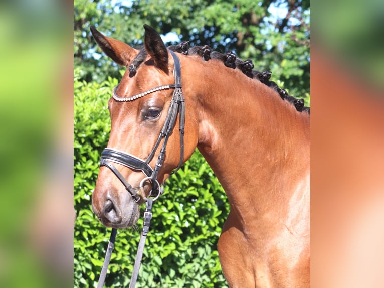Hanovrien Hongre 3 Ans 170 cm Bai in Selsingen