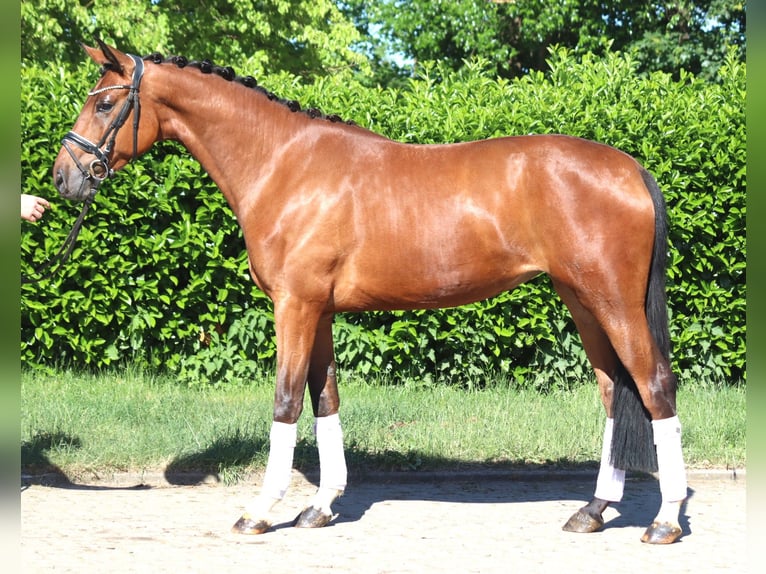 Hanovrien Hongre 3 Ans 170 cm Bai in Selsingen
