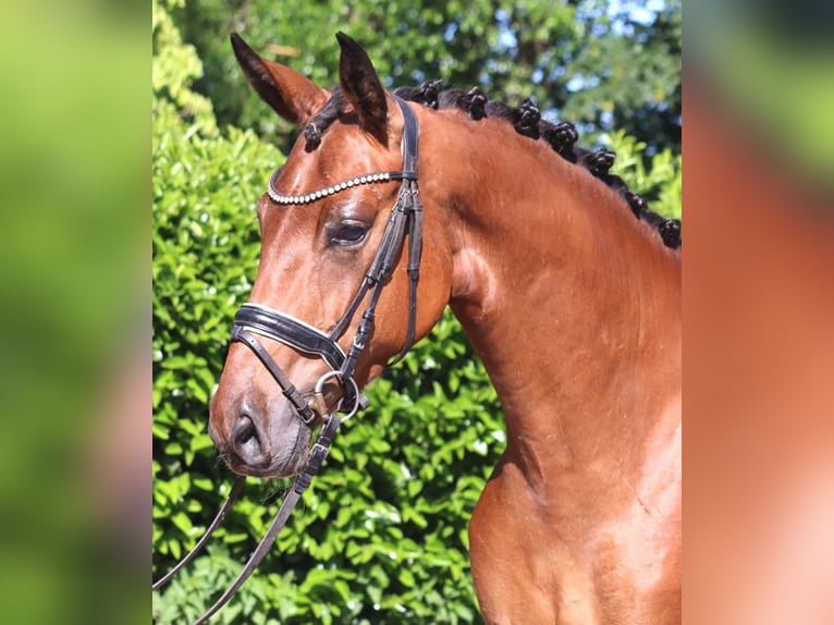 Hanovrien Hongre 3 Ans 170 cm Bai in Selsingen