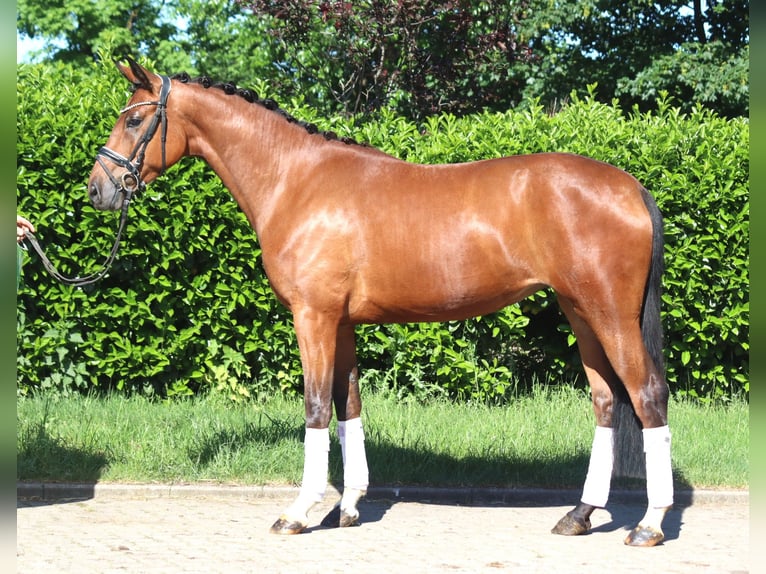 Hanovrien Hongre 3 Ans 170 cm Bai in Selsingen