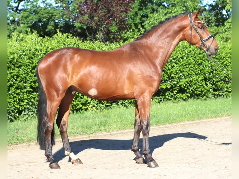 Hanovrien Hongre 3 Ans 170 cm Bai in Selsingen