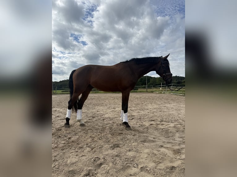 Hanovrien Hongre 3 Ans 170 cm Bai in Dahlenburg