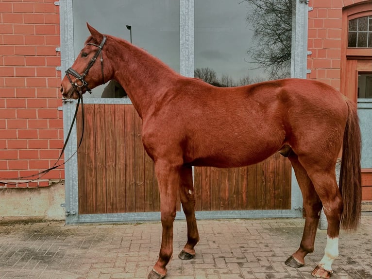 Hanovrien Hongre 3 Ans 170 cm  in Ibbenbüren