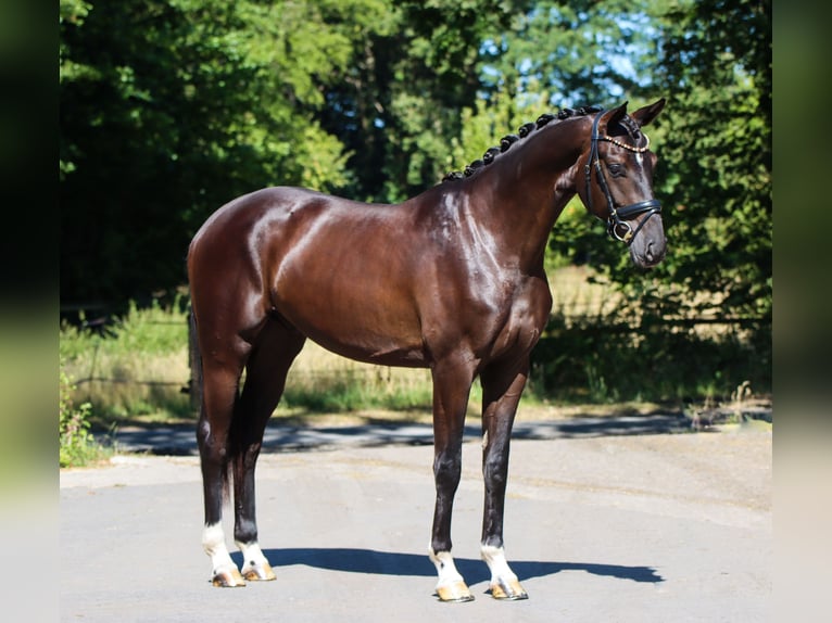 Hanovrien Hongre 3 Ans 170 cm Noir in Lienen