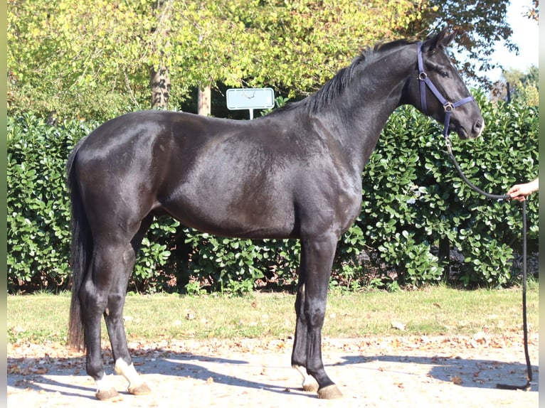 Hanovrien Hongre 3 Ans 170 cm Noir in Selsingen