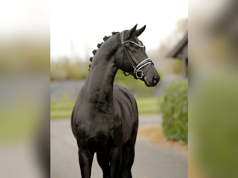 Hanovrien Hongre 3 Ans 170 cm Noir in Vechta