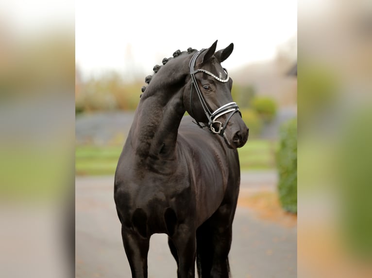 Hanovrien Hongre 3 Ans 170 cm Noir in Vechta