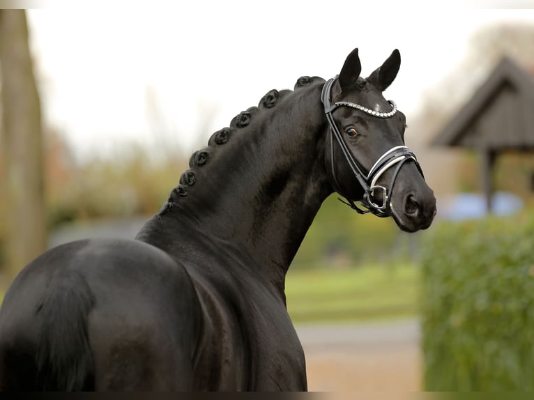 Hanovrien Hongre 3 Ans 170 cm Noir in Vechta