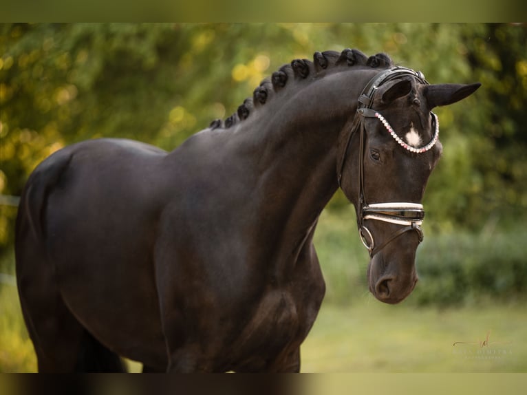 Hanovrien Hongre 3 Ans 170 cm Noir in Wehringenn