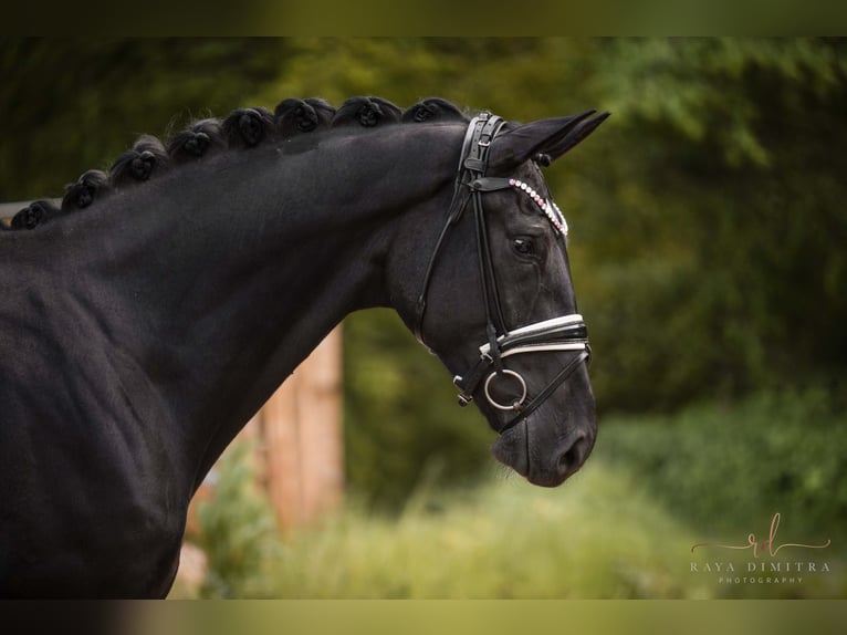 Hanovrien Hongre 3 Ans 170 cm Noir in Wehringenn