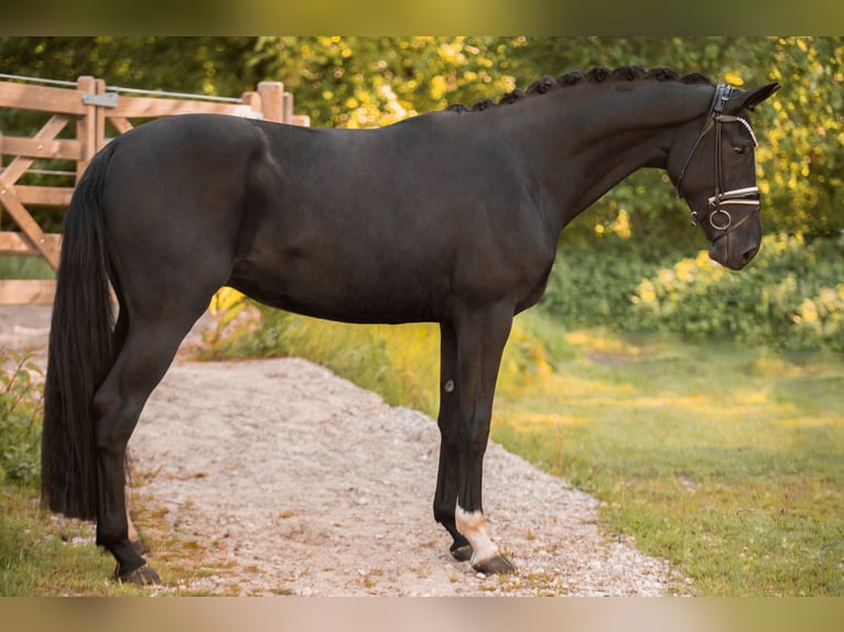 Hanovrien Hongre 3 Ans 170 cm Noir in Wehringenn