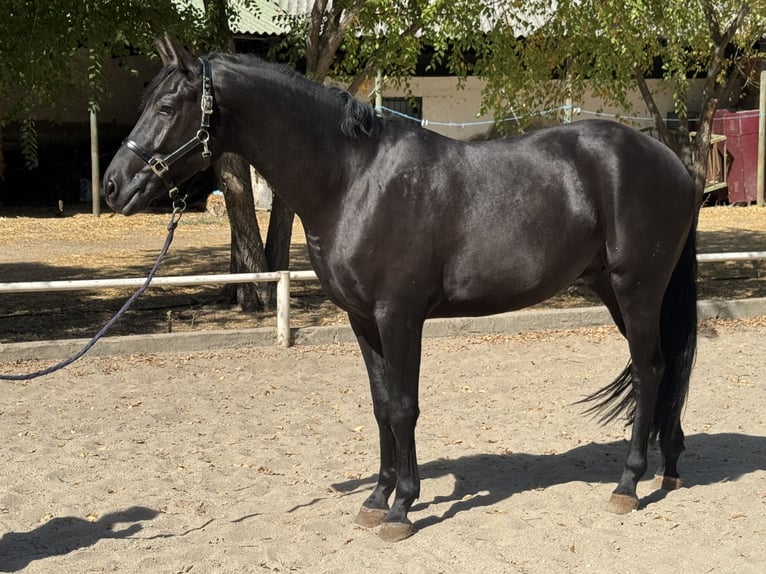 Hanovrien Hongre 3 Ans 170 cm Noir in Escalona