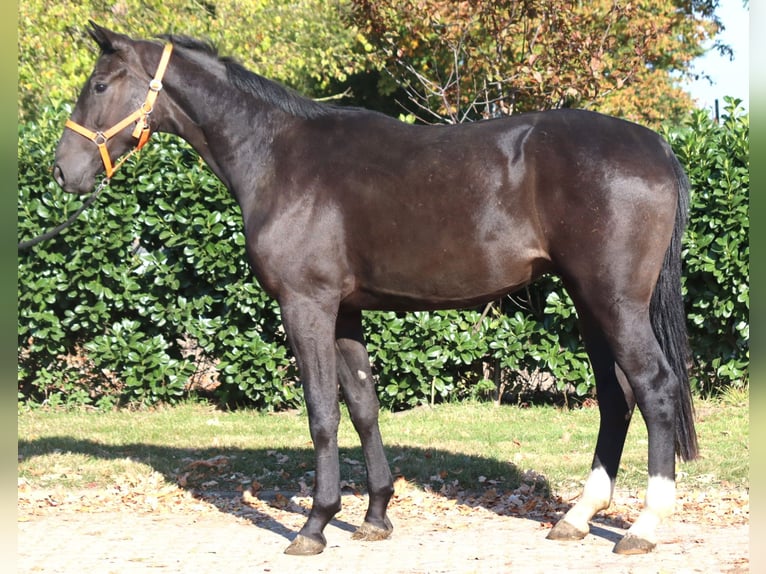 Hanovrien Hongre 3 Ans 170 cm Noir in Selsingen