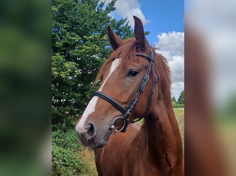 Hanovrien Hongre 3 Ans 171 cm Alezan brûlé in Worms
