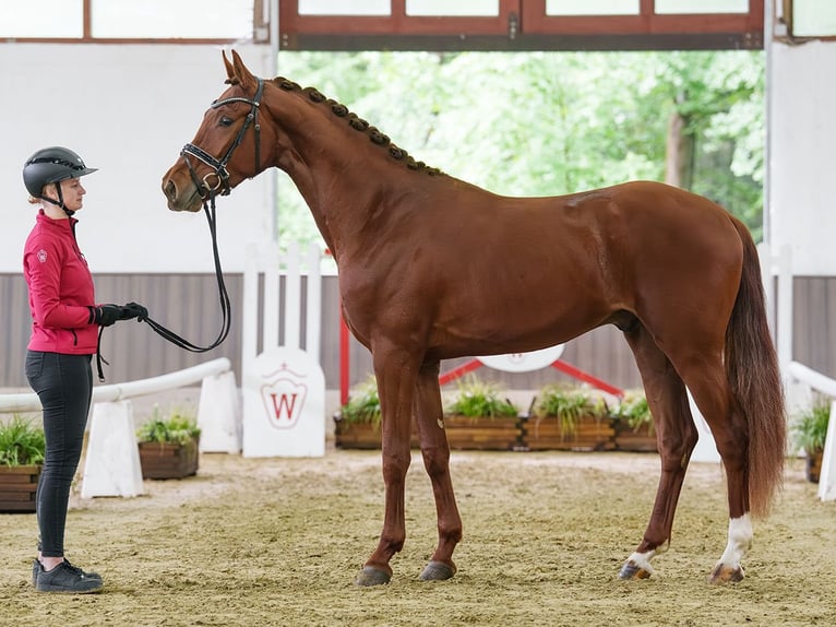 Hanovrien Hongre 3 Ans 171 cm Alezan brûlé in Münster-Handorf