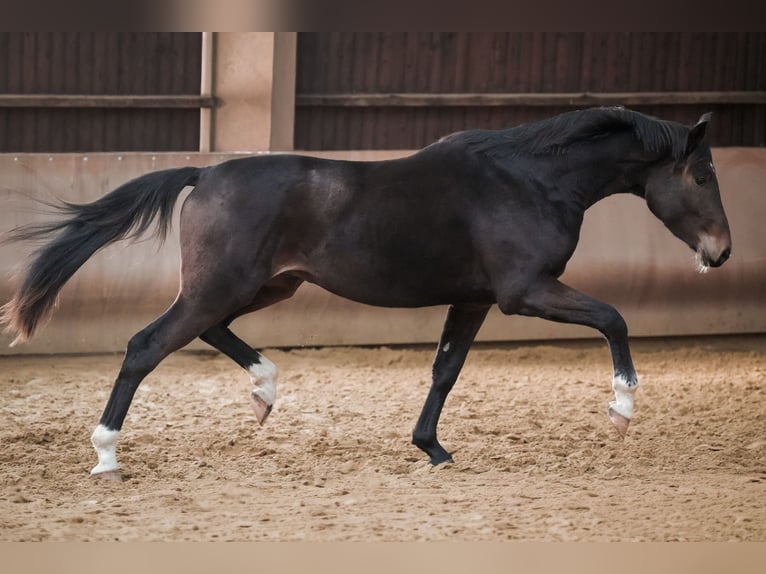 Hanovrien Hongre 3 Ans 171 cm Bai brun in Sankt Augustin