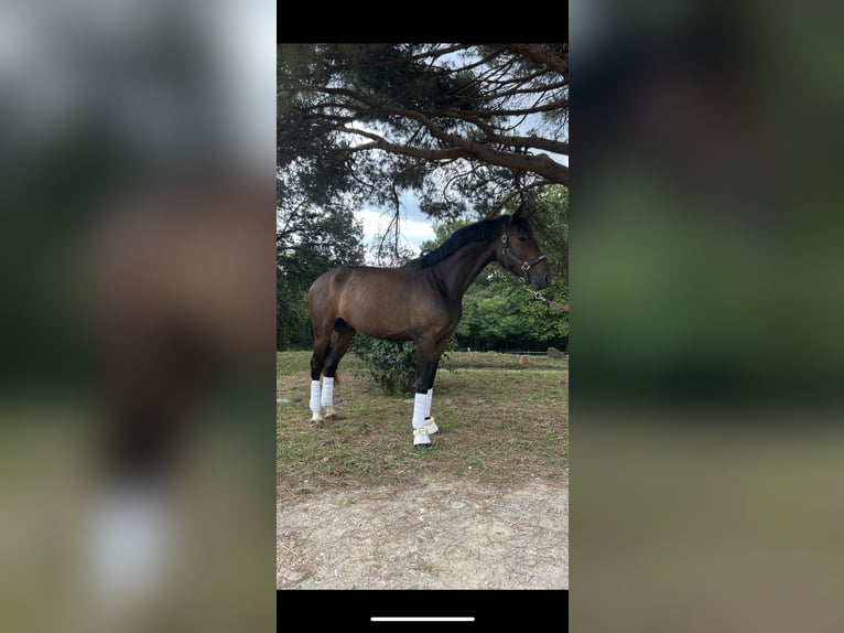 Hanovrien Hongre 3 Ans 171 cm Bai brun in Sant Gregori (Municipio)