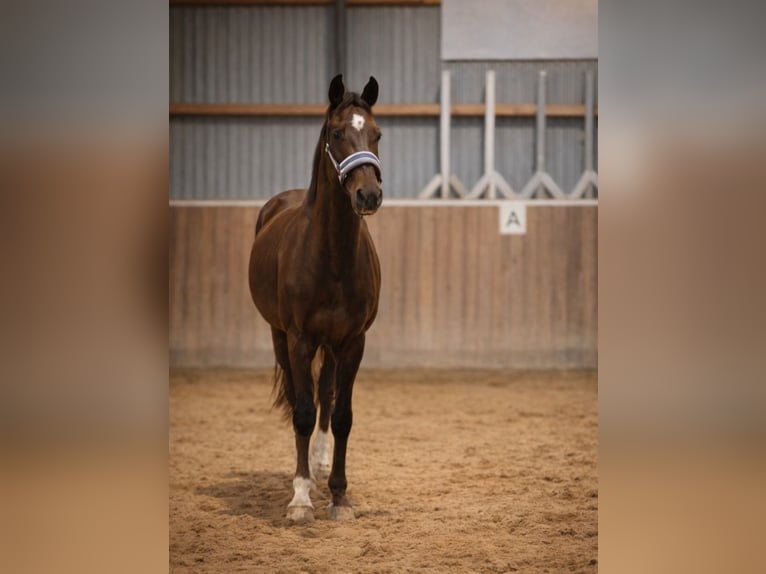 Hanovrien Hongre 3 Ans 172 cm Alezan brûlé in Hamersen