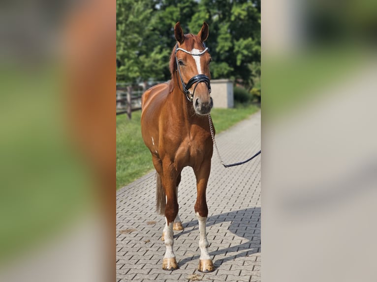 Hanovrien Hongre 3 Ans 172 cm Alezan in Lippetal