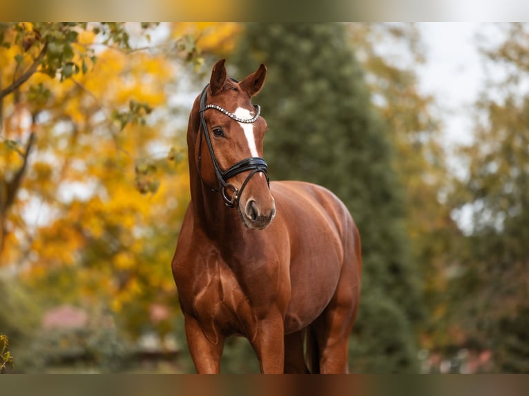 Hanovrien Hongre 3 Ans 172 cm Alezan in Lippetal