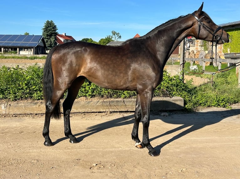 Hanovrien Hongre 3 Ans 172 cm Bai brun in Wieglitz