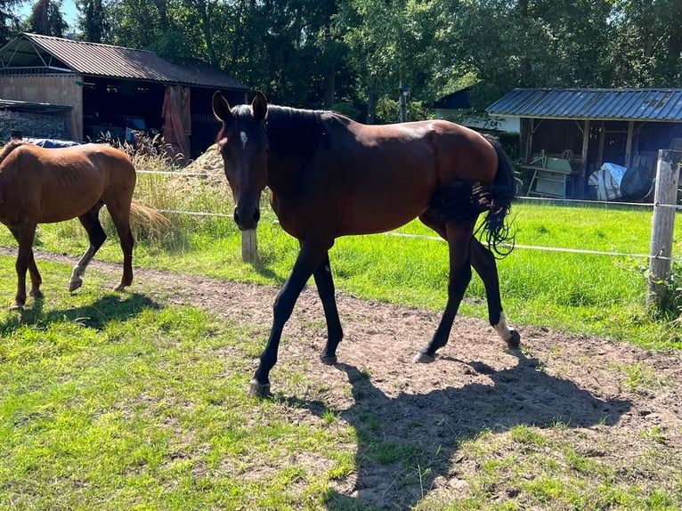Hanovrien Hongre 3 Ans 172 cm Bai brun in Worpswede