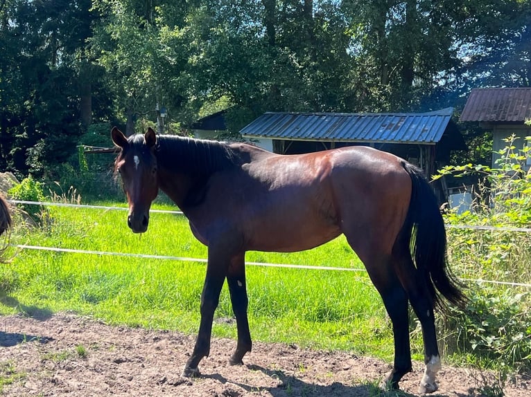 Hanovrien Hongre 3 Ans 172 cm Bai brun in Worpswede