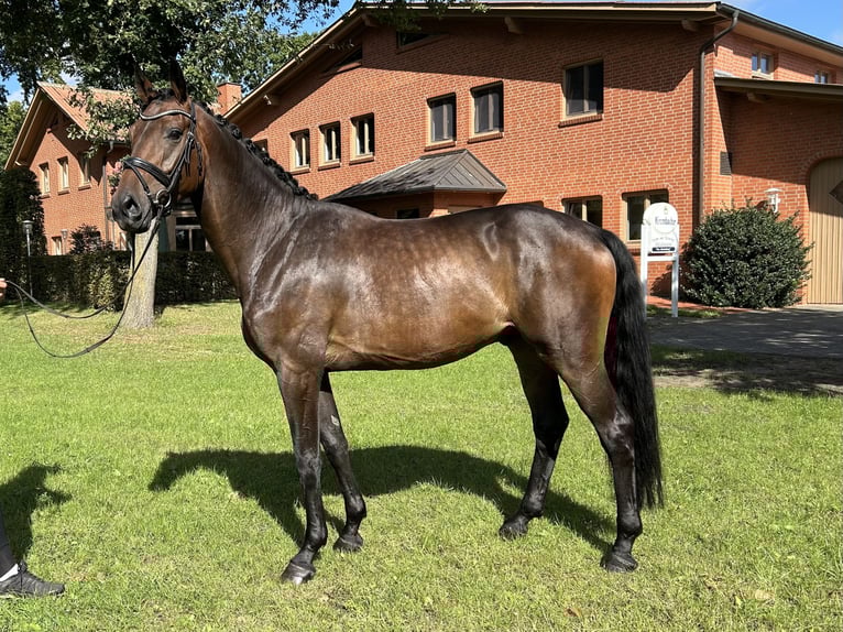Hanovrien Hongre 3 Ans 172 cm Bai brun in Friesoythe