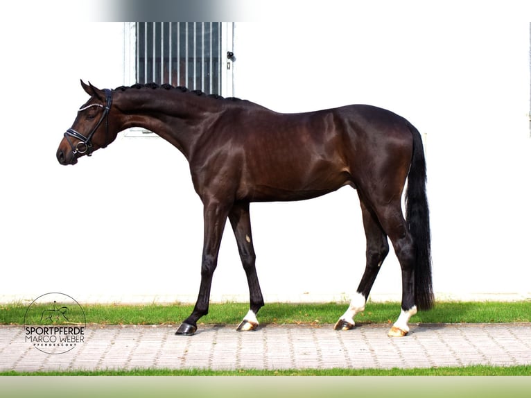 Hanovrien Hongre 3 Ans 172 cm Bai brun in Petershagen