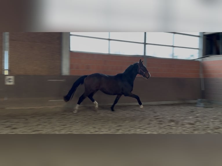 Hanovrien Hongre 3 Ans 172 cm Bai in Langwedel