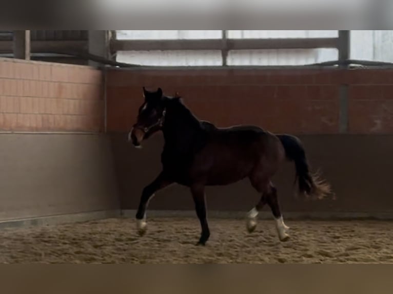 Hanovrien Hongre 3 Ans 172 cm Bai in Langwedel