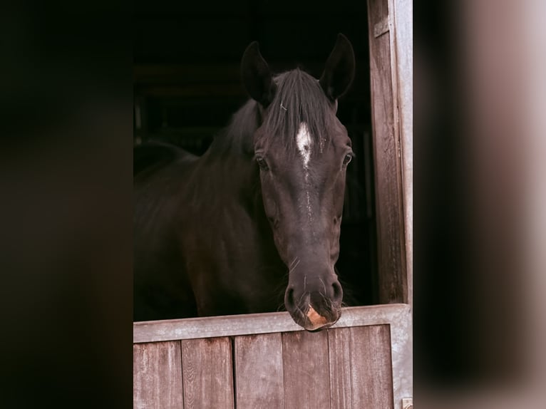 Hanovrien Hongre 3 Ans 172 cm Noir in MittelstenaheMittelstenahe