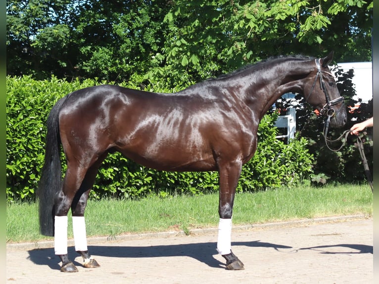 Hanovrien Hongre 3 Ans 172 cm Noir in Selsingen