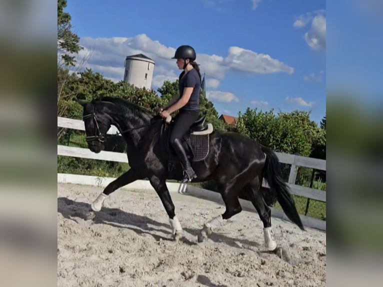 Hanovrien Hongre 3 Ans 172 cm Noir in Leipzig