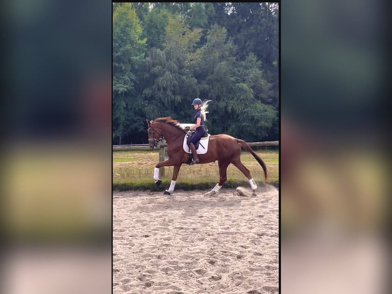Hanovrien Hongre 3 Ans 173 cm Alezan brûlé in KirchlintelnKirchlinteln