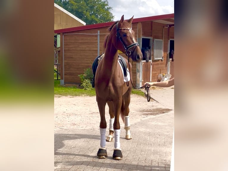 Hanovrien Hongre 3 Ans 173 cm Alezan brûlé in KirchlintelnKirchlinteln