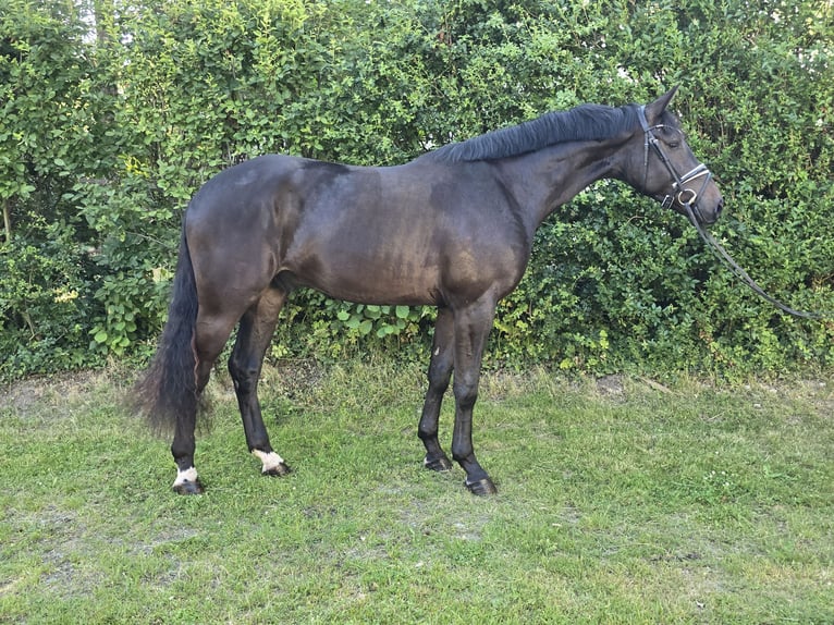 Hanovrien Hongre 3 Ans 173 cm Bai brun foncé in Lauenburg