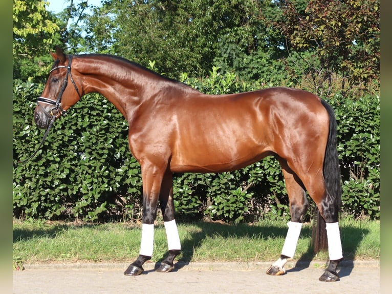 Hanovrien Hongre 3 Ans 173 cm Bai in Selsingen