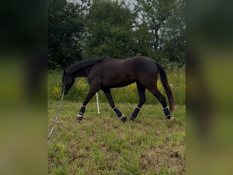 Hanovrien Hongre 3 Ans 173 cm Noir in Vienenburg