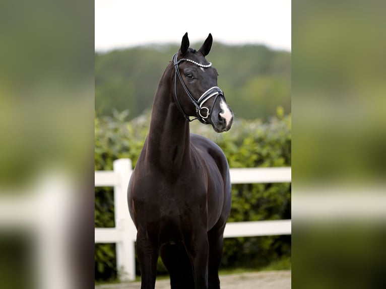 Hanovrien Hongre 3 Ans 174 cm Noir in Vechta