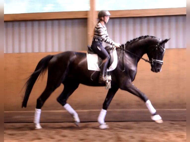 Hanovrien Hongre 3 Ans 174 cm Noir in Fredenbeck