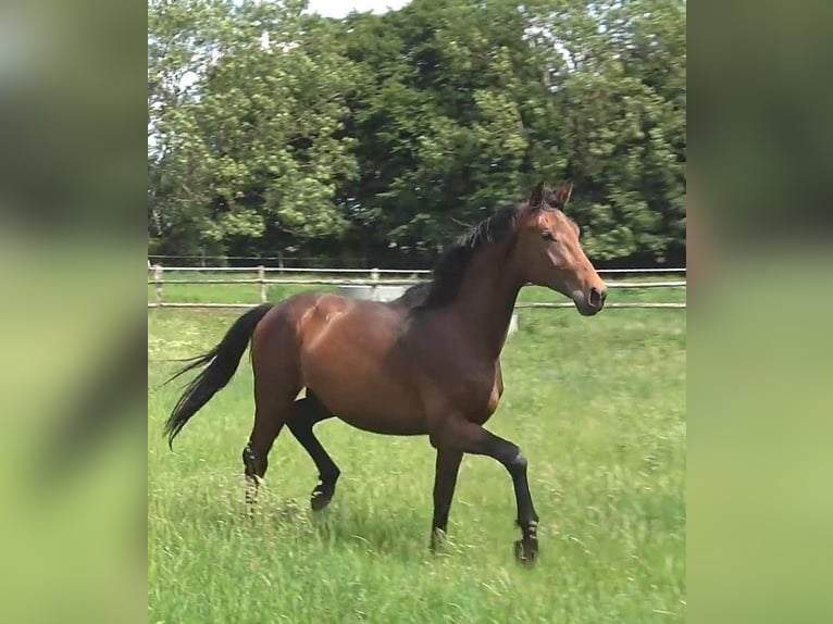 Hanovrien Hongre 3 Ans 175 cm Bai brun in Ratekau