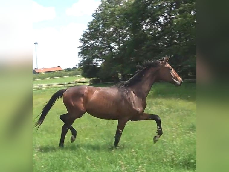 Hanovrien Hongre 3 Ans 175 cm Bai brun in Ratekau