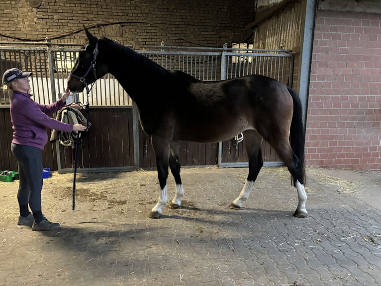 Hanovrien Hongre 3 Ans 175 cm Bai in Zülpich