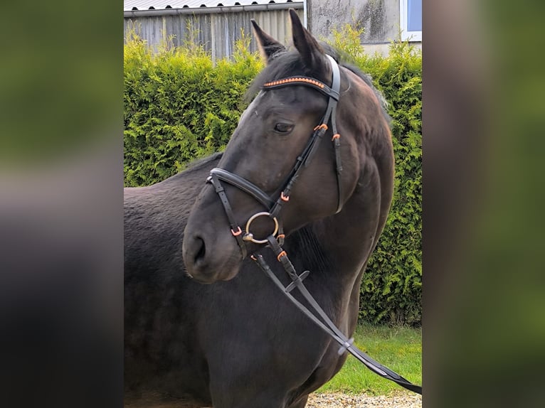 Hanovrien Hongre 3 Ans 175 cm Noir in Cuxhaven