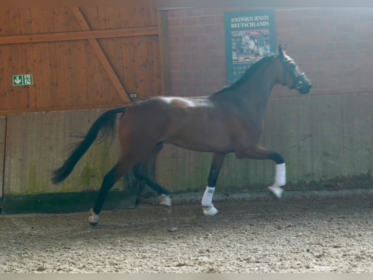 Hanovrien Hongre 3 Ans 176 cm Bai in Paderborn Hanovrien Hongre 3 Ans 176 cm Bai in Paderborn